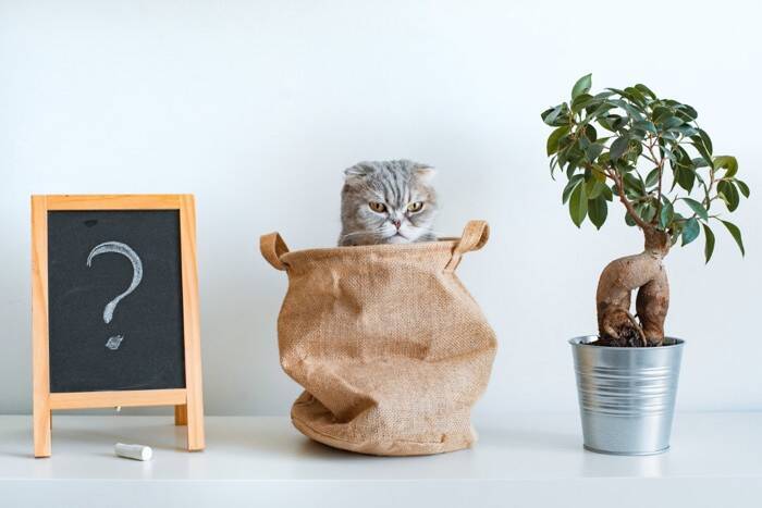 猫の『知能レベル』に関する知識5つ　人に例えると何歳？長けている能力もご紹介