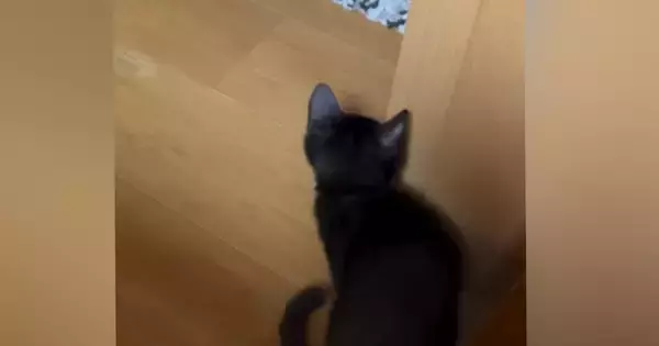柱の陰に隠れて『ソワソワしていた子猫』→飼い主が近づくと…『尊すぎる瞬間』に「全部が愛おしい」「やだぁー可愛い」と癒される人が続出