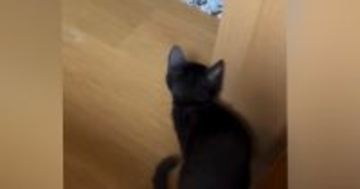 柱の陰に隠れて『ソワソワしていた子猫』→飼い主が近づくと…『尊すぎる瞬間』に「全部が愛おしい」「やだぁー可愛い」と癒される人が続出