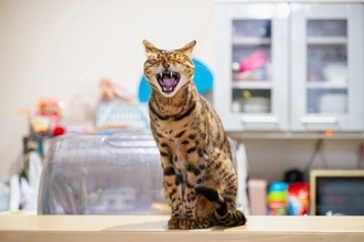 猫の飼い主が『育猫ノイローゼ』を引き起こす原因4つ　心の負担を減らすコツや改善策