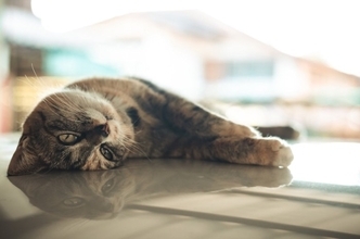 猫が『床に落ちている様子』が見られる場面3選　なぜ寝転がるの？注意が必要なことも