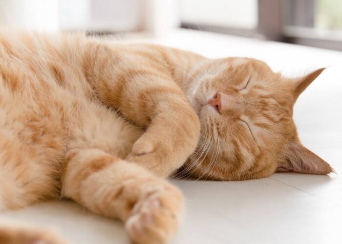 猫が『床に落ちている様子』が見られる場面3選　なぜ寝転がるの？注意が必要なことも