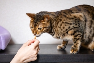 猫の『しつけ』を成功させるためのポイント4つ　心がけるべきことからNG対応まで解説
