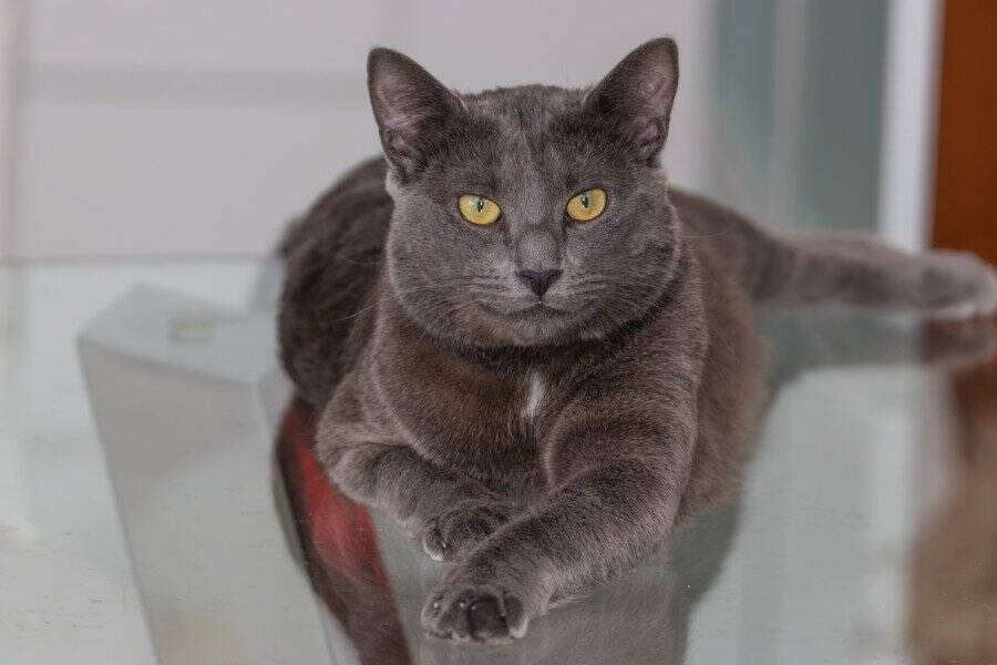 世紀末のパリで人々を魅了したポスターの「黒猫」　自由気ままな「ボヘミアン」生活様式を反映　フランス
