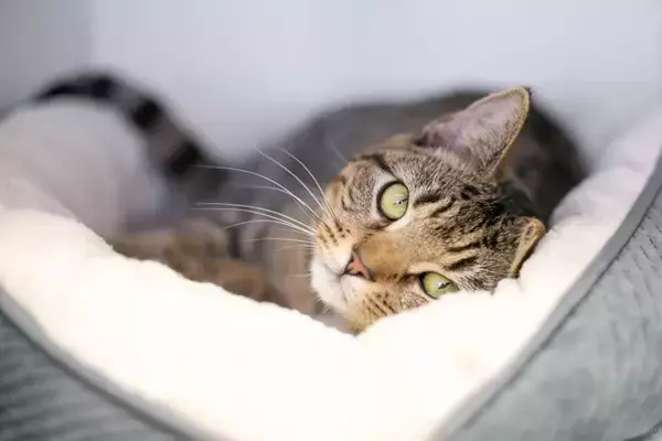 猫の『てんかん』で表れる症状4つ　主な原因や治療法から発作時に慌てないための対処法まで