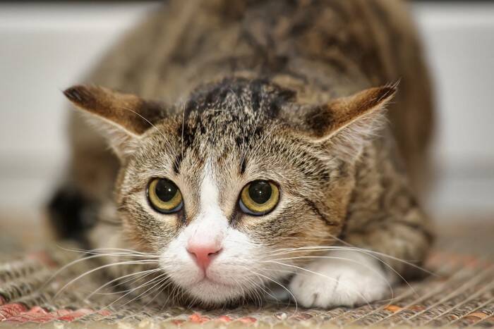 猫の『てんかん』で表れる症状4つ　主な原因や治療法から発作時に慌てないための対処法まで