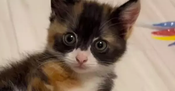 子猫の初めての体重測定→お皿の上に乗せると、だんだんウトウトしてきて…キュンとくる光景が66万再生「ポーズ決めてるｗ」「みんな悶絶ｗ」