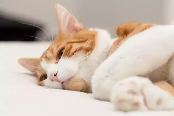 猫の痛みは見逃されやすい？飼い主が気づきたい「小さな行動変化」とサイン【獣医師執筆】