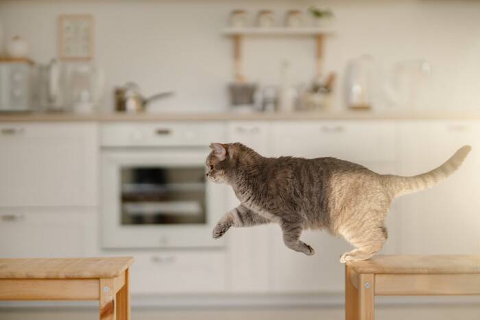 猫の痛みは見逃されやすい？飼い主が気づきたい「小さな行動変化」とサイン【獣医師執筆】