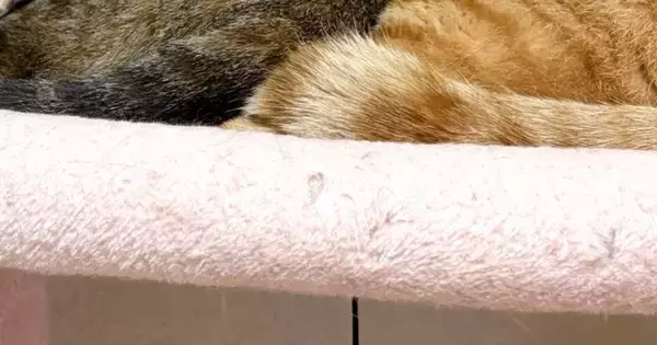 キャットタワーでくつろぐ『仲良しな兄妹猫』→まさかのポーズに「めっちゃ可愛いｗ」「連結できるタイプのおもちゃ」と16万表示