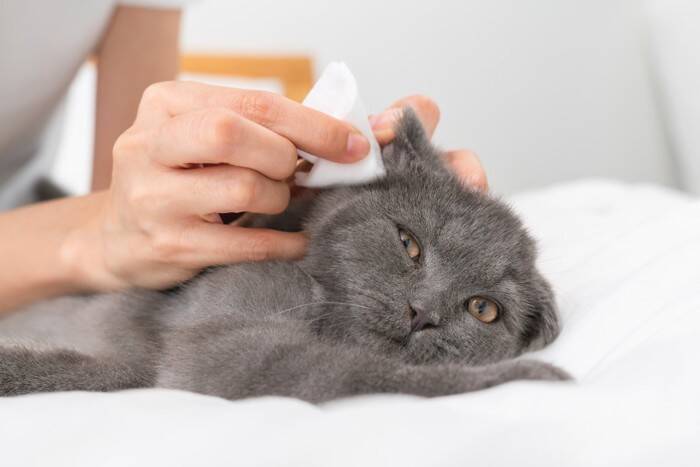 猫の『耳のケア』は絶対しないとダメ？お手入れ方法4選と、サボると起きるやっかいなトラブル