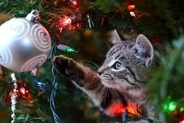 愛猫との『クリスマス』で起こりうるトラブル5選　安心して過ごすための予防策も解説