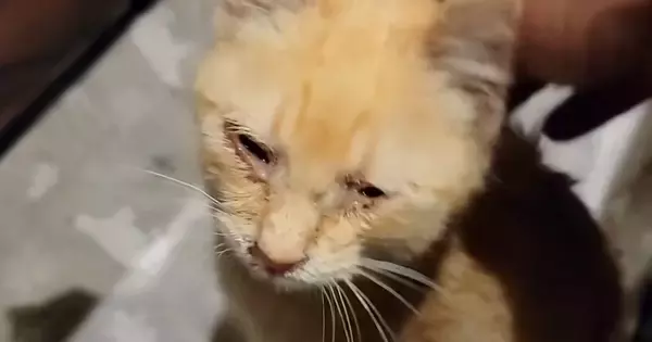 小さな体で必死に助けを求めた『目のふさがった子猫』→保護されると…見違える変化に感動すると69万再生「涙が出てくる」「愛情を感じた」