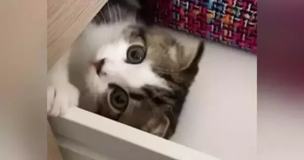引き出しの中が大好きな子猫→『３年後』、大きく成長した結果…まさかの光景が可愛すぎると189万再生「癒された」「タイムマシンかなｗ」