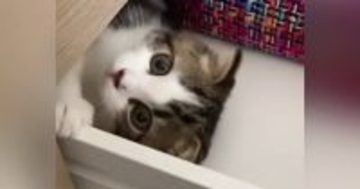 引き出しの中が大好きな子猫→『３年後』、大きく成長した結果…まさかの光景が可愛すぎると189万再生「癒された」「タイムマシンかなｗ」