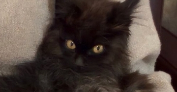 獣医さんに『懐くのに時間がかかるかも』と言われた元野良猫…翌日の『まさかの光景』に２万いいねの反響「かわいいｗ」「お幸せに」