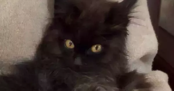 獣医さんに『懐くのに時間がかかるかも』と言われた元野良猫…翌日の『まさかの光景』に２万いいねの反響「かわいいｗ」「お幸せに」