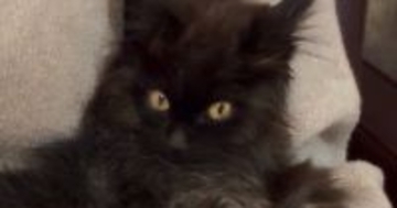 獣医さんに『懐くのに時間がかかるかも』と言われた元野良猫…翌日の『まさかの光景』に２万いいねの反響「かわいいｗ」「お幸せに」