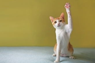 猫が『片手をあげている』ときの理由3つ　放っておいて大丈夫？注意すべきケースも