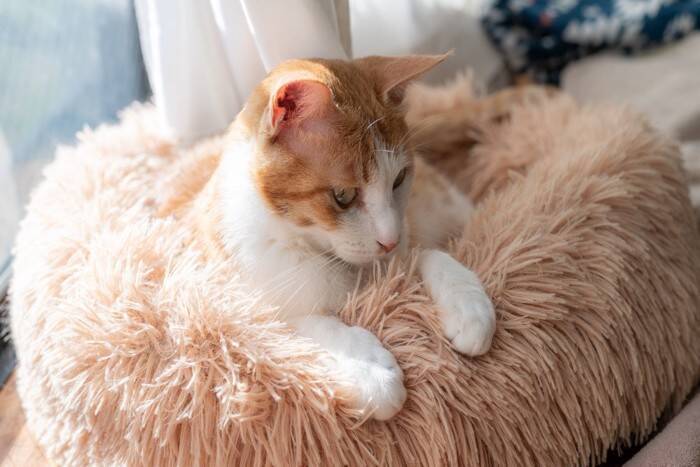 猫が見せている『わかりにくい愛情サイン』5選　込められた意味やベストな応え方も