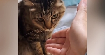 なぜか『猫に嫌われてしまった友人』が半年ぶりに遊びに来た結果…『爆笑の展開』が42万再生「むしろ仲いいかもｗ」「めちゃ面白いｗ」