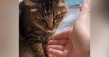 なぜか『猫に嫌われてしまった友人』が半年ぶりに遊びに来た結果…『爆笑の展開』が42万再生「むしろ仲いいかもｗ」「めちゃ面白いｗ」