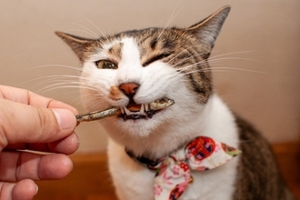 猫への『誤ったおやつの与え方』で起こるトラブル3つ　量や頻度の目安から適切なタイミングまで解説