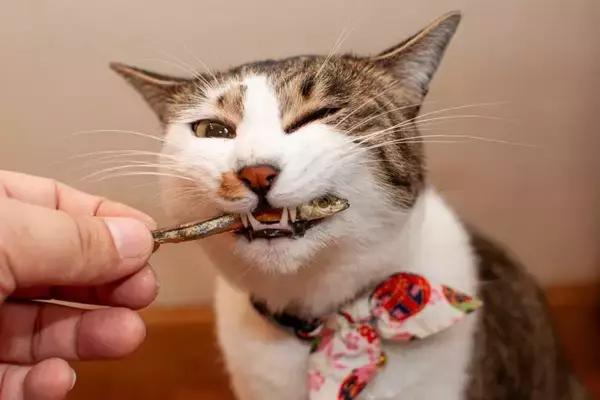 猫への『誤ったおやつの与え方』で起こるトラブル3つ　量や頻度の目安から適切なタイミングまで解説