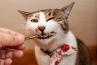 猫への『誤ったおやつの与え方』で起こるトラブル3つ　量や頻度の目安から適切なタイミングまで解説