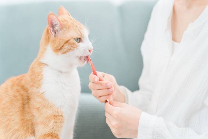 猫への『誤ったおやつの与え方』で起こるトラブル3つ　量や頻度の目安から適切なタイミングまで解説