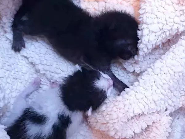 茂みの中で必死に鳴いていた『危険な状態の赤ちゃん猫』を保護…成長していく様子に感動の声「ほんとに良かったね」「涙が出た」と18万再生