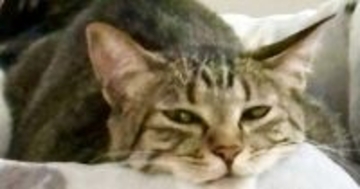 くつろいでいた猫→あごを見ると、『ベッドの柄』のせいで……『奇跡的な光景』に爆笑の声「見える見えるｗ」「立派なニセアゴに癒されたｗ」