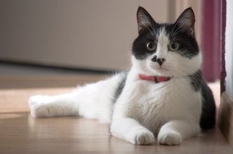 猫にとって『危険な首輪』の特徴5つ　危険なトラブルの可能性や安全な選び方