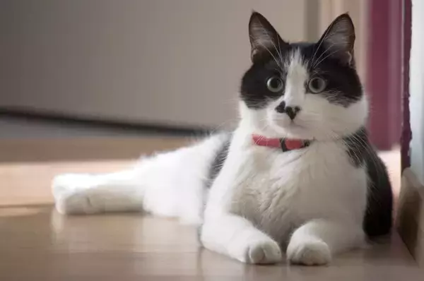 猫にとって『危険な首輪』の特徴5つ　危険なトラブルの可能性や安全な選び方
