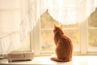 猫の『お留守番後』にしてあげたいアフターケア4選　取り入れたい理由や上手な接し方まで