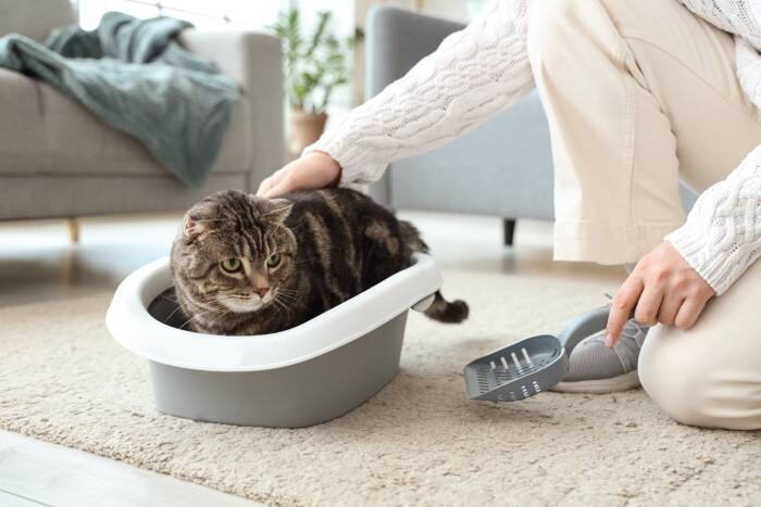 猫が快適だと感じる『最高のトイレ』の条件4つ　環境を整えるべき理由や改善のコツ