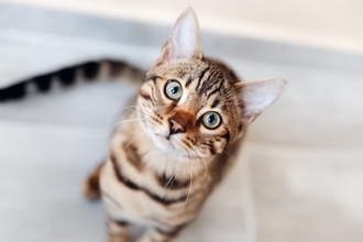 猫につけるのは控えるべき『NGな名前』5つ　思わぬ支障を招くリスクや失敗しないコツ