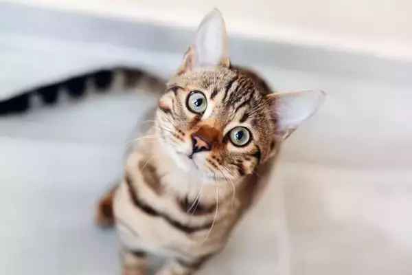 猫につけるのは控えるべき『NGな名前』5つ　思わぬ支障を招くリスクや失敗しないコツ