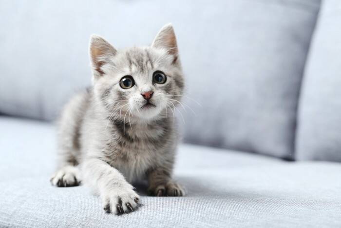猫につけるのは控えるべき『NGな名前』5つ　思わぬ支障を招くリスクや失敗しないコツ