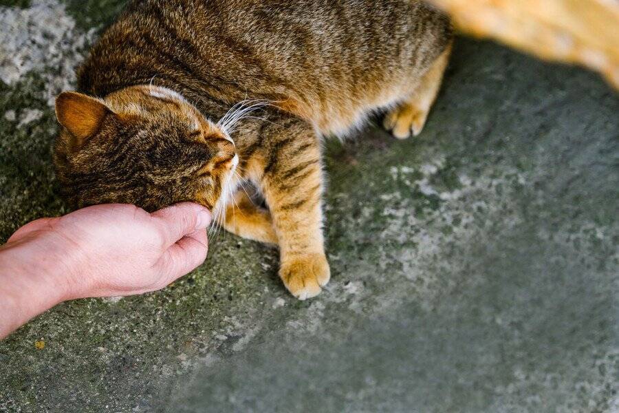 大人気の「病院猫」が突然失踪！　地域ぐるみの捜索が功を奏し、無事発見へ　ニュージーランド