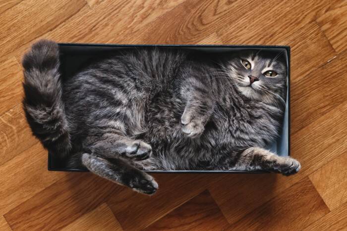 猫がリラックスできていない『生活環境』3つの特徴　すぐに見直すべき理由や改善ポイント