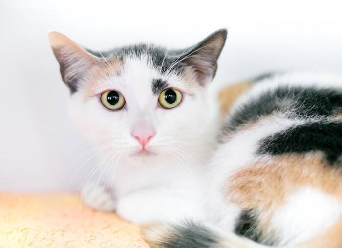 猫がリラックスできていない『生活環境』3つの特徴　すぐに見直すべき理由や改善ポイント
