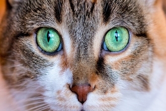 猫と『やたらと目が合う』3つの理由　視線を送ってくる意味や適切な対応