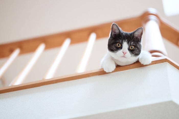 猫と『やたらと目が合う』3つの理由　視線を送ってくる意味や適切な対応