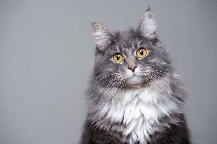 猫と『やたらと目が合う』3つの理由　視線を送ってくる意味や適切な対応