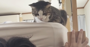 お父さんの前では甘えん坊な猫→息子の前では態度が一変して……「違いに笑ったｗ」「文句言ってそうで可愛いｗ」と癒される人が続出