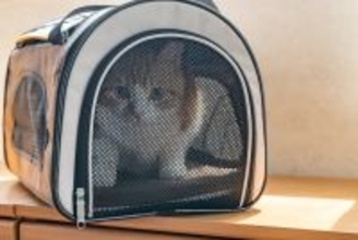 猫と『キャリー』で移動中に起こりがちなトラブル4選　気を付けるべきことから安全対策まで