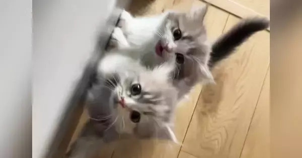 おやつが欲しい2匹の子猫→飼い主さんを見つめて…何度でもあげたくなる『可愛すぎるおねだり』が49万再生「ヤバいね」「心臓がつぶされる」