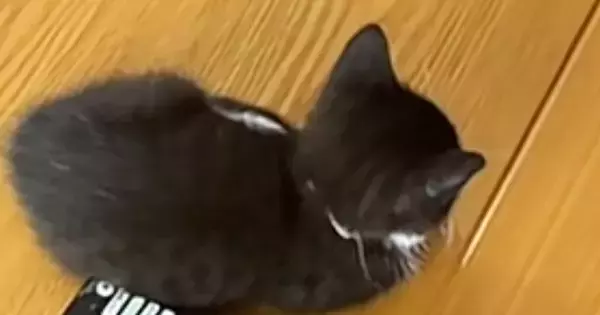 リモコンの隣でくつろぐ赤ちゃん猫→大きさを比べると…想像以上に『愛おしすぎる光景』が27万再生「とてつもなく可愛い」「パヤパヤしとる」