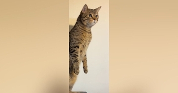 突然『ぬーーーーっと立ち上がった』かと思ったら…ネコが見せた『まさかの行動』が100万再生「胴が長い人みたいｗ」「猫の恩返しだｗ」